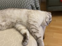 Scottish fold oğlum salebi sahiplendiriyorum