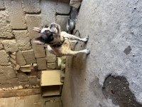 Yetişkin Dişi French Bulldog