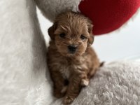 Teacup F1 Maltipoo