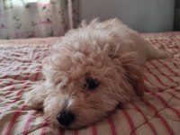 6 ocak doğumlu son erkek MALTİPOO