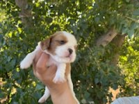 King Charles Cavalier
