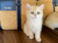 Safkan British Shorthair Golden dişi yavru