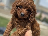Petmode köpek çifrliğinden kore toy poodle yavrular