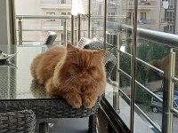 Erkek chinchilla kedime eş arıyorum