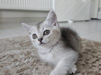 2 aylık british shorthair kedisi