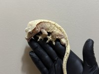 YETISKIN CRESTED GECKOLAR