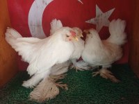 İspenç takım