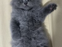 Top kafa british longhair