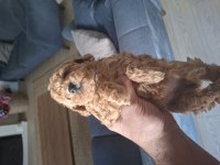 Kahve rengi dişi poodle