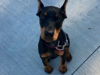 Estetikli A Kalite Show Line Doberman