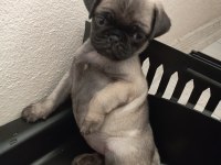 RIFKISU HAZIR PUG