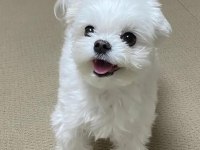 Maltese terrier