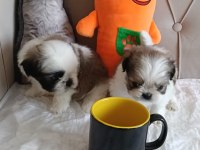 Shih tzu ev bebekleri