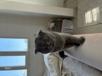 Erkek Scottish Fold