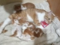 4 küçük yavru kedimize yuva arıyoruz