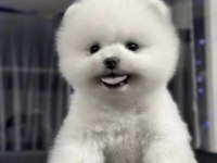 Pomeranian Boo Yavru