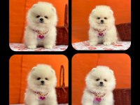 EFSANE AYI SURAT POMERANİAN YAVRULARIMİZ