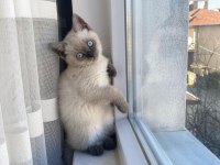 British shorthair kedimiz