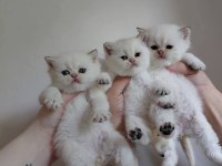 British Shorthair Yavrusu
