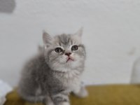 2 Aylık Orjinal British Shorthair