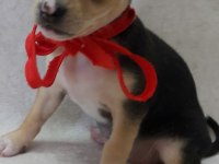 Pinscher yavruları