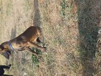 Dişi malinois
