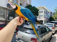 EVCİL EĞİTİMLİ KONUŞAN SARI LACİVERT MACAW PAPAĞANI