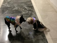 2.5 yaşında chihuahua kırması yeni yuvasını arıyor
