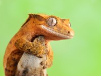 Crested Gecko Yavru - Adult