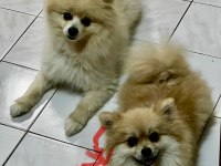 Pomeranian Yavruları – 8 Haftalık