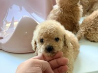 MİKRO 0 NUMARA POODLE YAVRUMUZ YENİ YUVASINA HAZIR