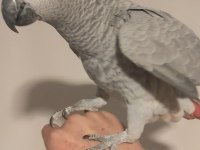5 Aylık Red Faktör Jako Papağanı