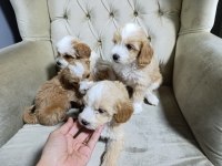 Sevimli maltipoo bebekler