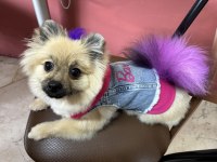 Pomeranian boo dişi