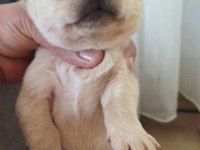 1 Aylik Jack Russell Terrier Yavru Köpekler