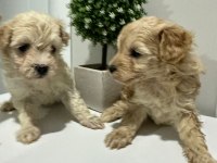 0 numara maltipoo