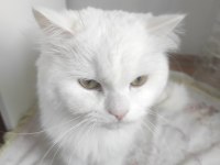 1 yaşında erkek british longhair