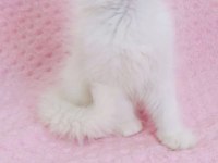 Kar beyaz british longhair mavi gözlü yakışıklı