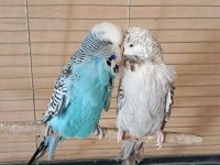 Show Jumbo Eşli Erkek Uysal Muhabbet Kuşumuz