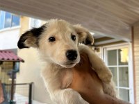 3 Aylık Orjinal Border Collie Yavruları