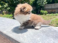 Kedimiz karamel yeni yuvasını arıyor