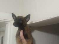 Kaçırma malinois