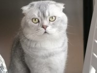 Scottish Fold Silver Erkek