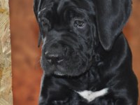 Kif / fci A SCR belgeli sağlık ve ırk garantili cane corso