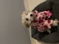 5 aylık maltipoo köpeği