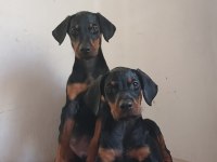 Safkan Doberman Yavrularımız