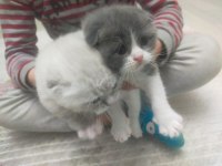 50 günlük scottish fold yavrularım