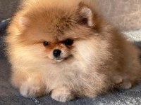 Mükemmel Ayı Surat Boo Pomeranian
