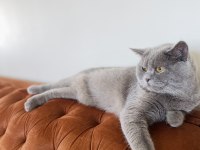 Yakışıklı british shorthair oğluma yuva arıyorum