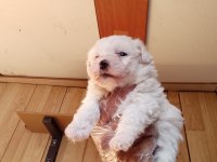 Maltese terrier yavrular ırk sağlık garantili